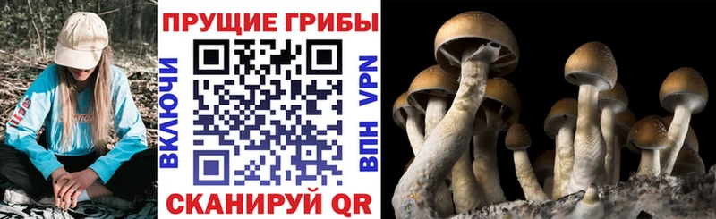 закладки  Избербаш  Галлюциногенные грибы Magic Shrooms 